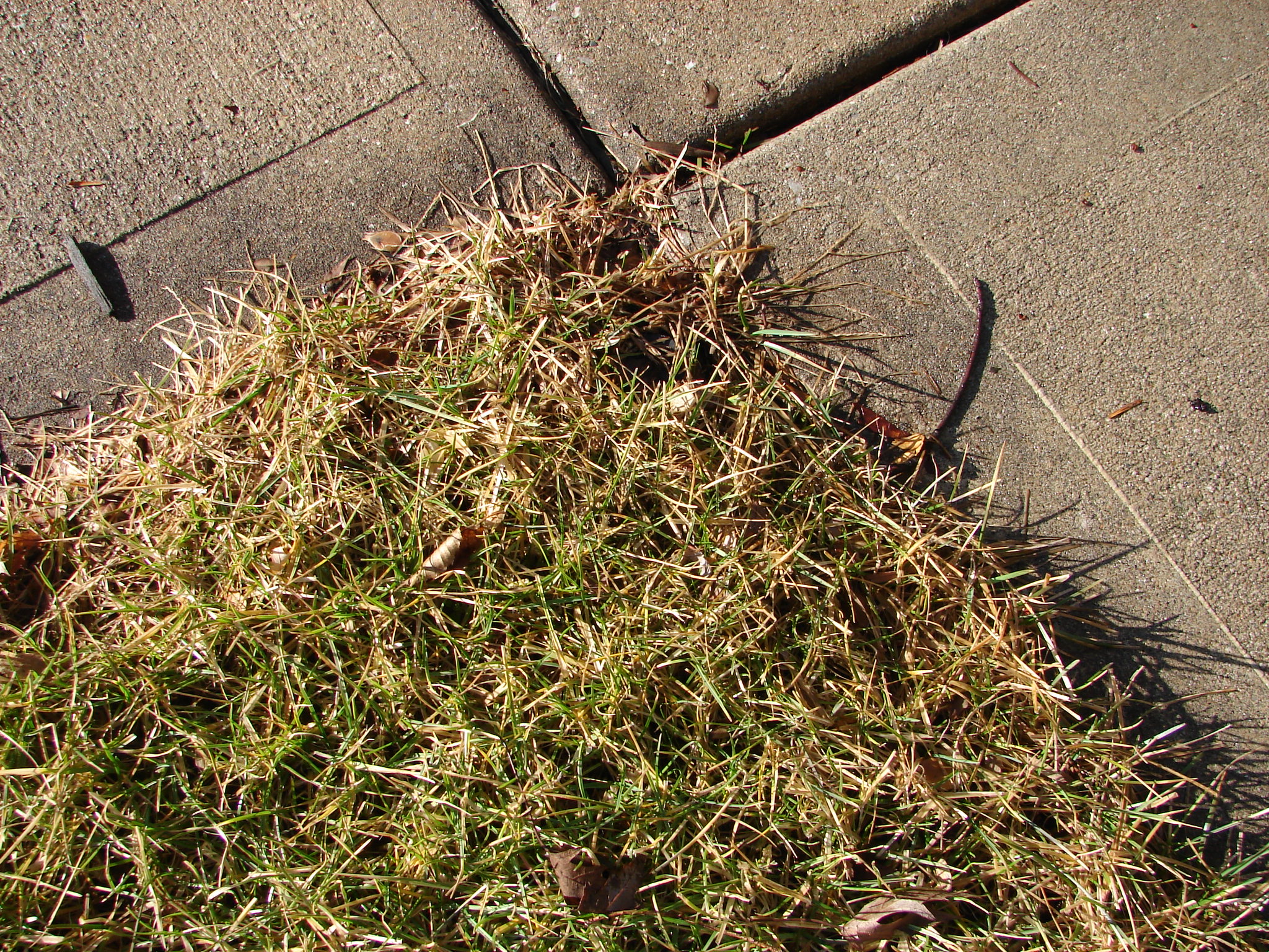grass and pavement